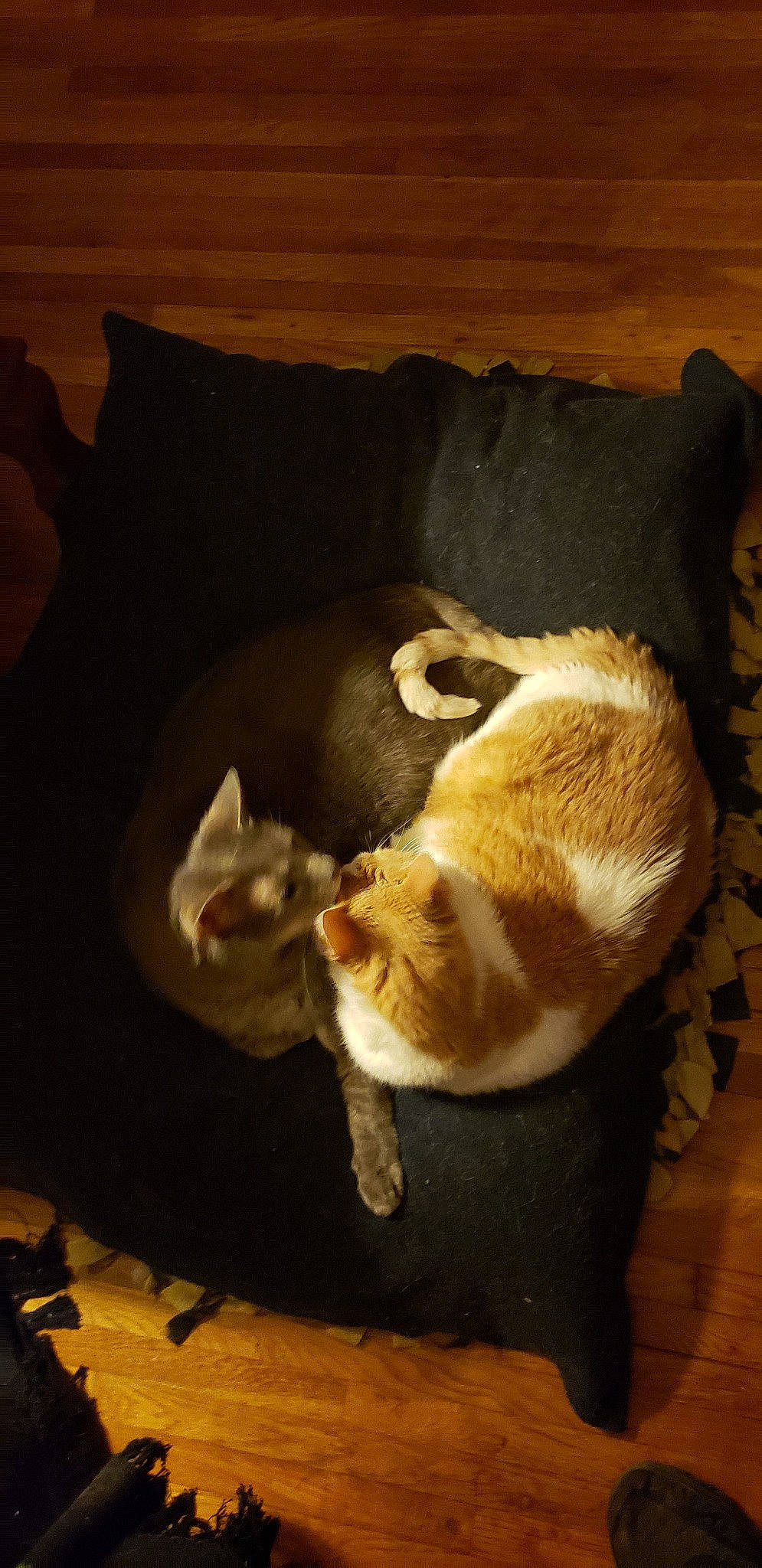 Cobalt joined the competition — help win amazing prizes! canidae, carnivore, cat, european_shorthair, felidae, fur, nap, paw, small_to_medium_sized_cats, tabby_cat, tail, whiskers