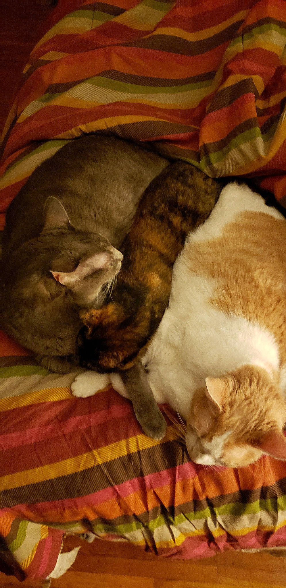 Cobalt is registered to the contest to win money with this photo: canidae, carnivore, cat, cornish_rex, dog_breed, fawn, felidae, fur, nap, puppy, sleep, small_to_medium_sized_cats, snout, tail, whiskers