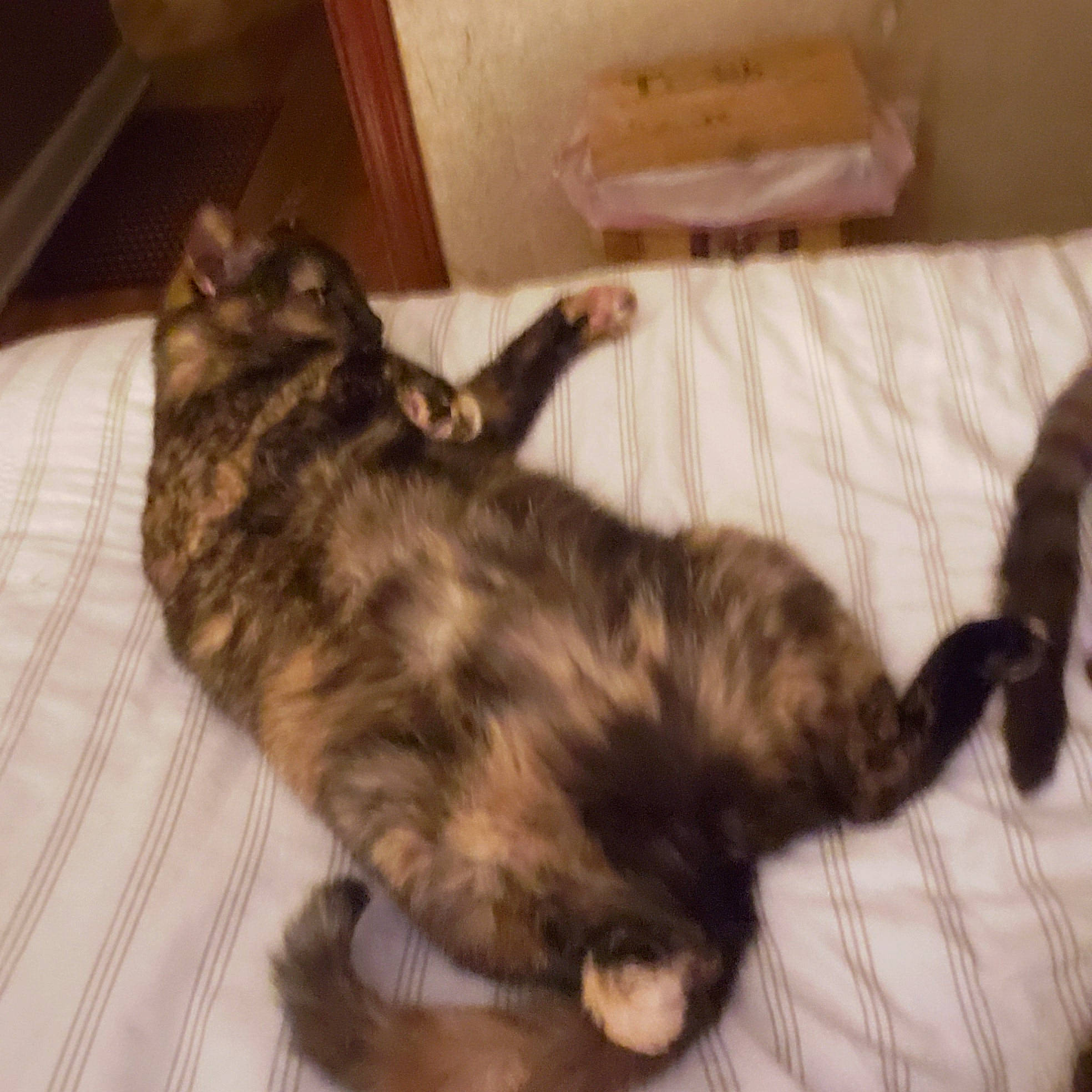 Caroline joined the competition — help win amazing prizes! carnivore, cat, domestic_long_haired_cat, domestic_short_haired_cat, dragon_li, european_shorthair, felidae, fur, kitten, kurilian_bobtail, maine_coon, mammal, norwegian_forest_cat, small_to_medium_sized_cats, tabby_cat, tail, whiskers