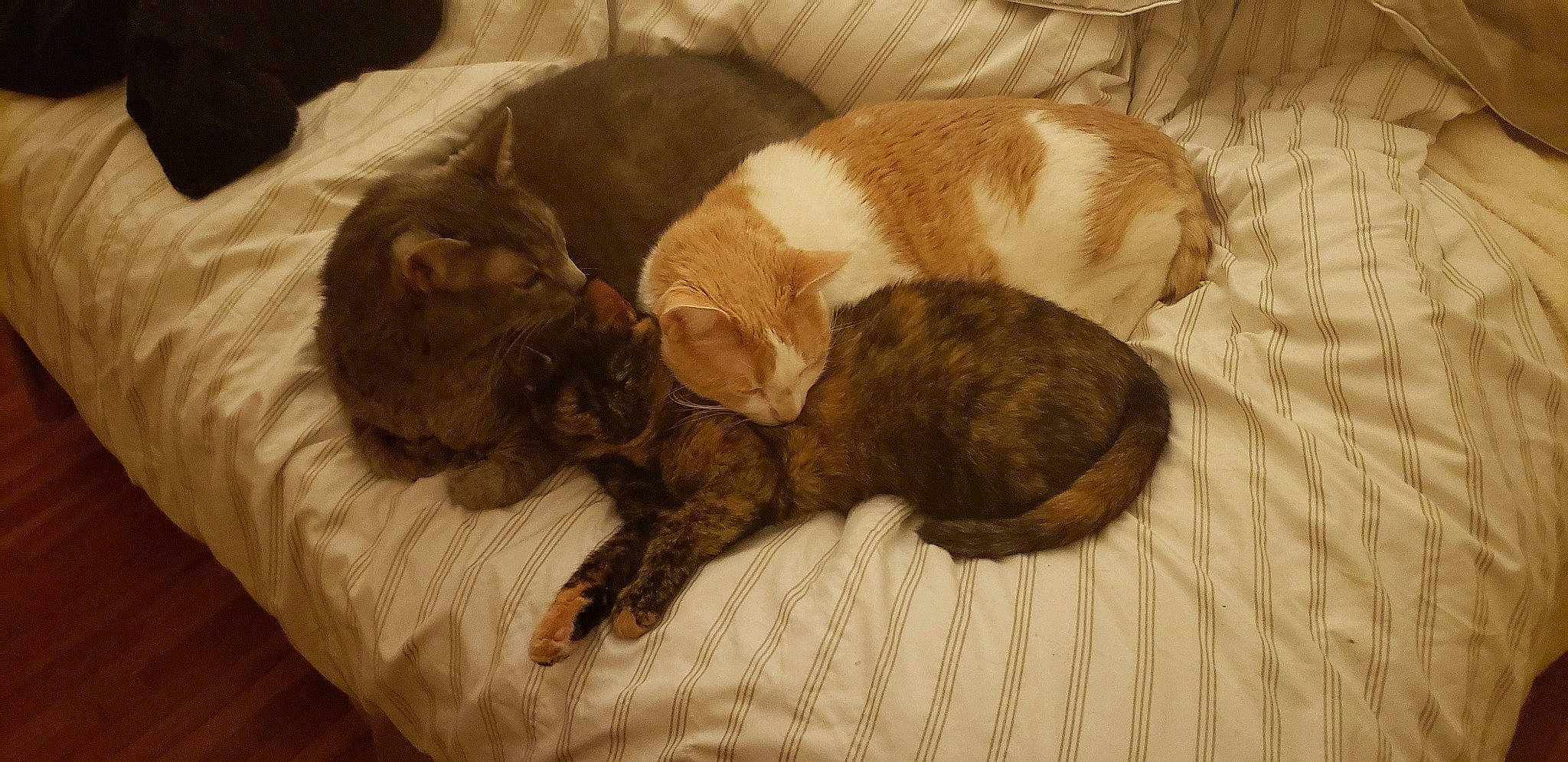 Caroline joined the competition — help win amazing prizes! canidae, carnivore, cat, companion_dog, dog_breed, fawn, felidae, nap, puppy, small_to_medium_sized_cats, sporting_group, tail