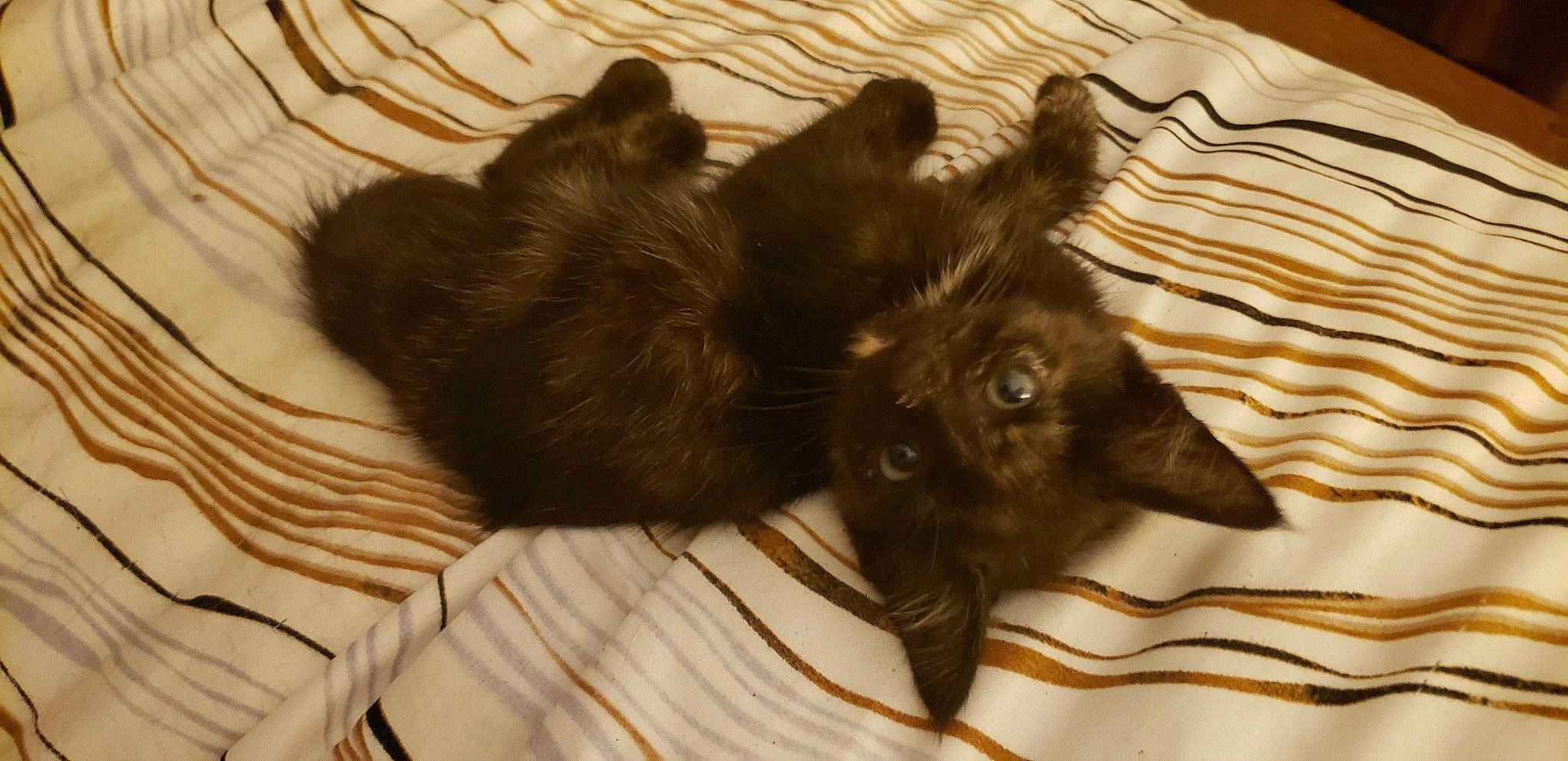 Florence Anne is registered to the contest to win money with this photo: black_cat, canidae, carnivore, cat, dog_breed, felidae, fur, kitten, small_to_medium_sized_cats