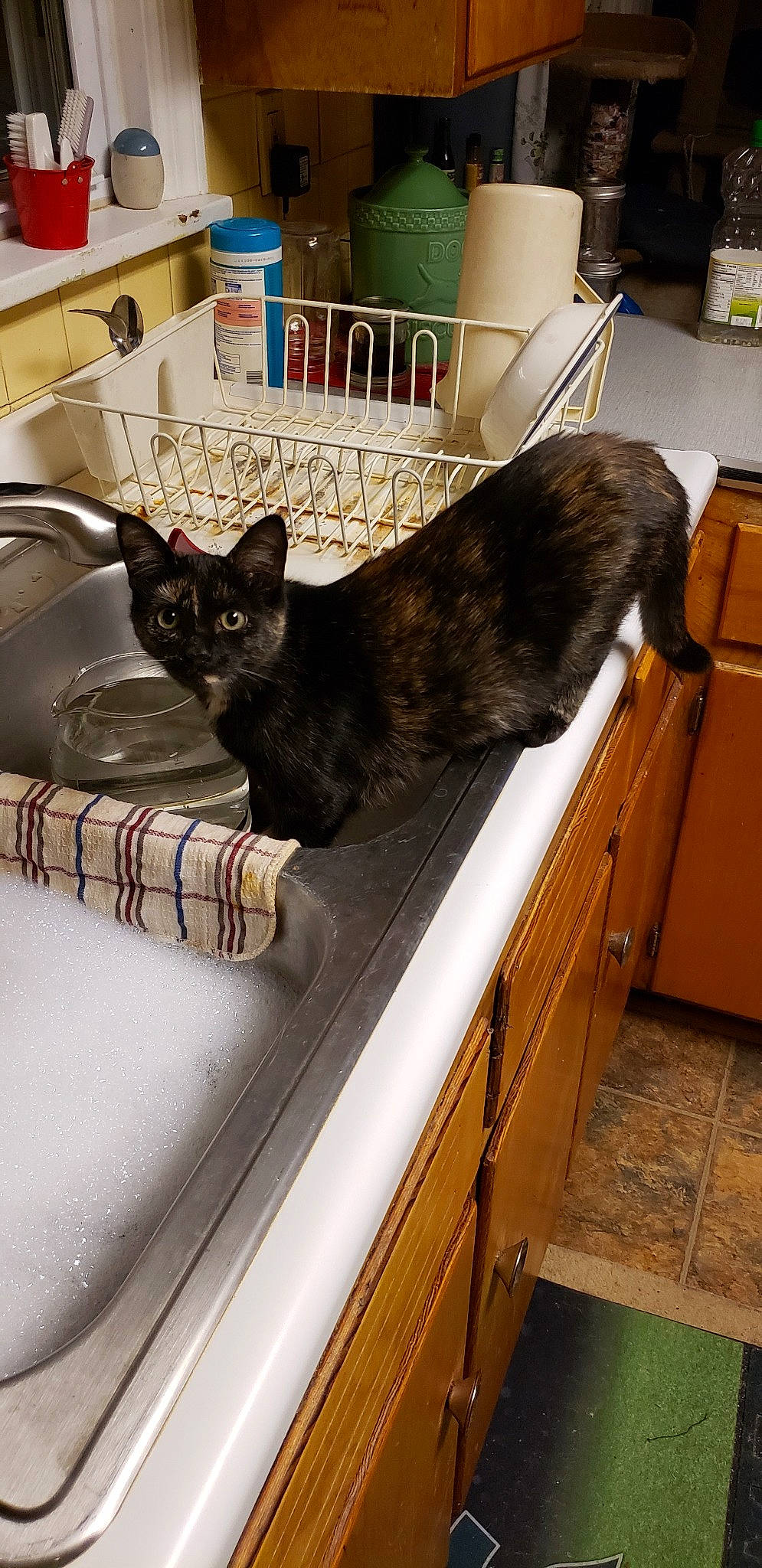 Florence Anne is registered to the contest to win money with this photo: asian, black_cat, carnivore, cat, domestic_short_haired_cat, european_shorthair, felidae, small_to_medium_sized_cats, tail, whiskers