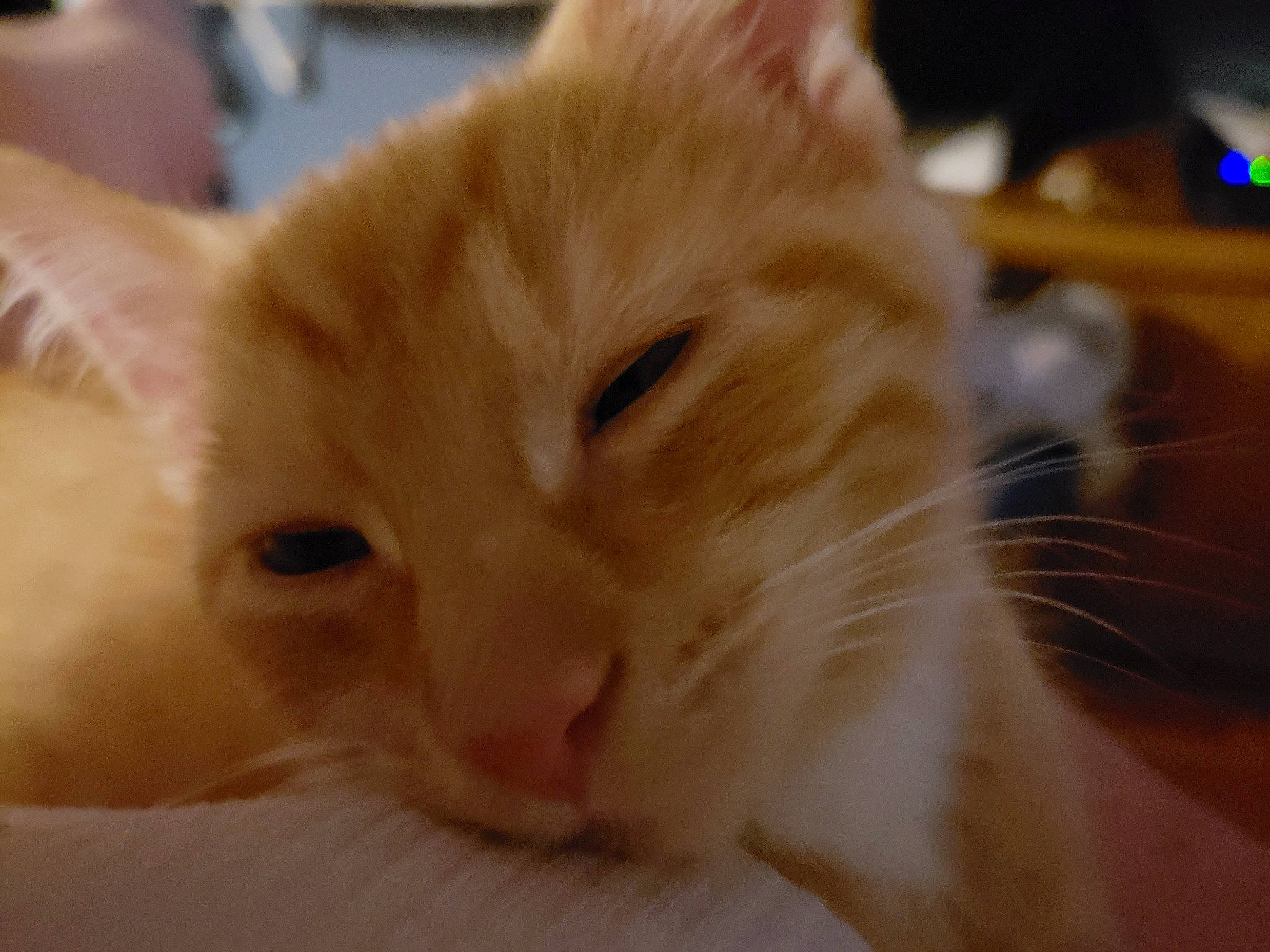 Oki is registered to the contest to win money with this photo: asian, carnivore, cat, close_up, colorpoint_shorthair, ear, eye, fawn, felidae, fur, head, iris, mammal, nose, skin, small_to_medium_sized_cats, snout, turkish_van, vertebrate, whiskers