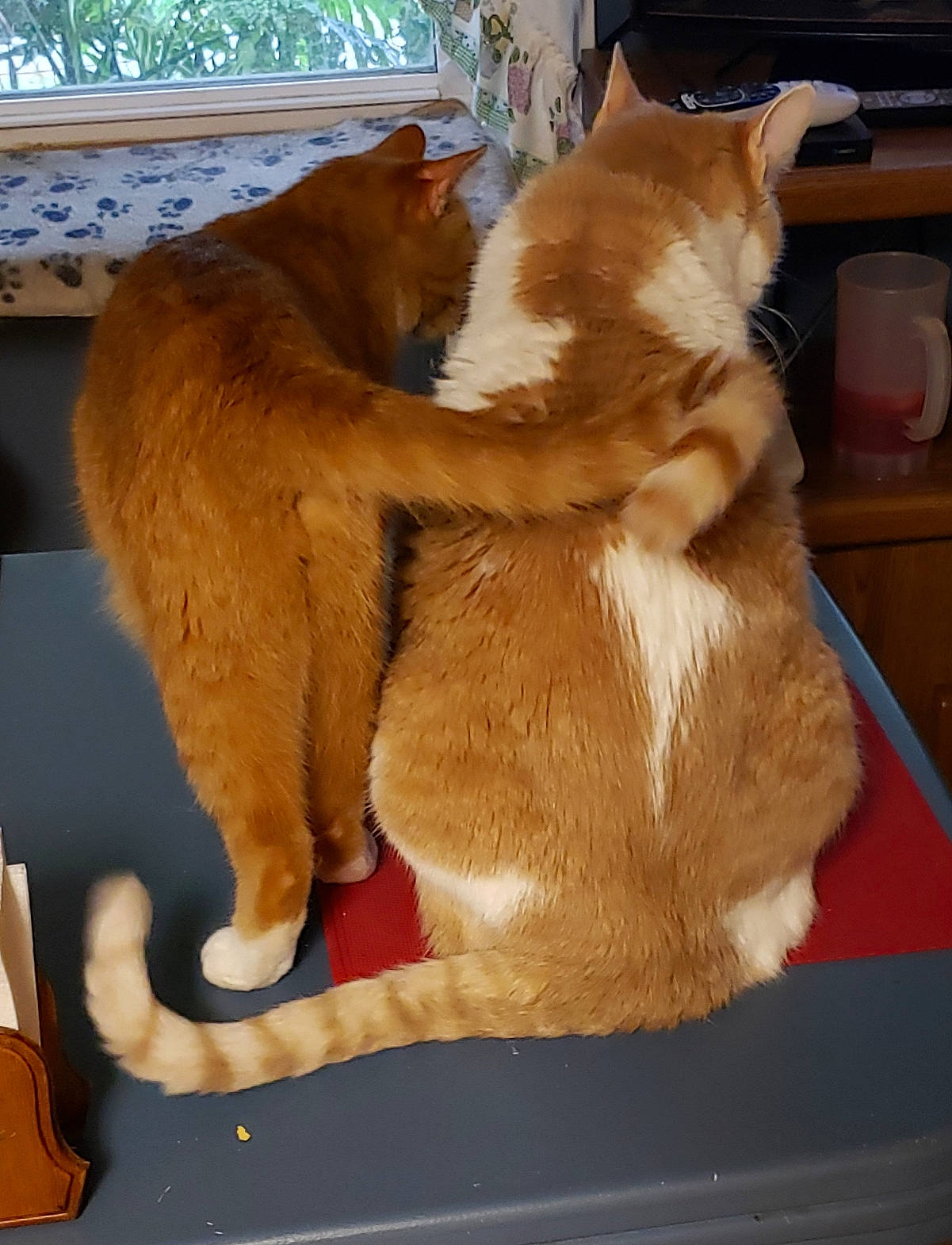 Oki joined the competition — help win amazing prizes! carnivore, cat, fawn, felidae, fur, mammal, small_to_medium_sized_cats, tail, whiskers