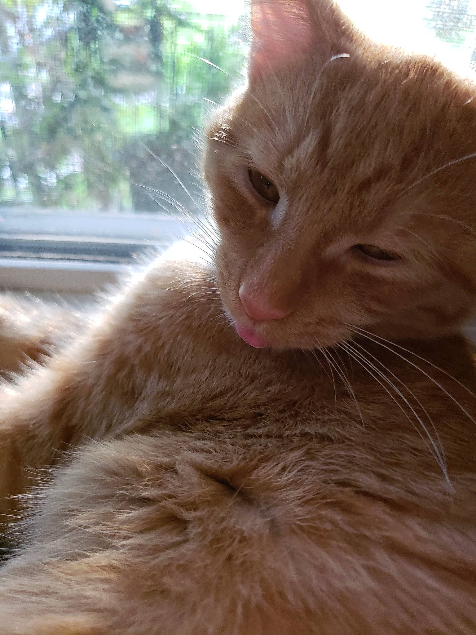 Oki joined the competition — help win amazing prizes! aegean_cat, carnivore, cat, close_up, domestic_short_haired_cat, fawn, felidae, fur, mammal, nebelung, oriental_longhair, small_to_medium_sized_cats, snout, somali, whiskers