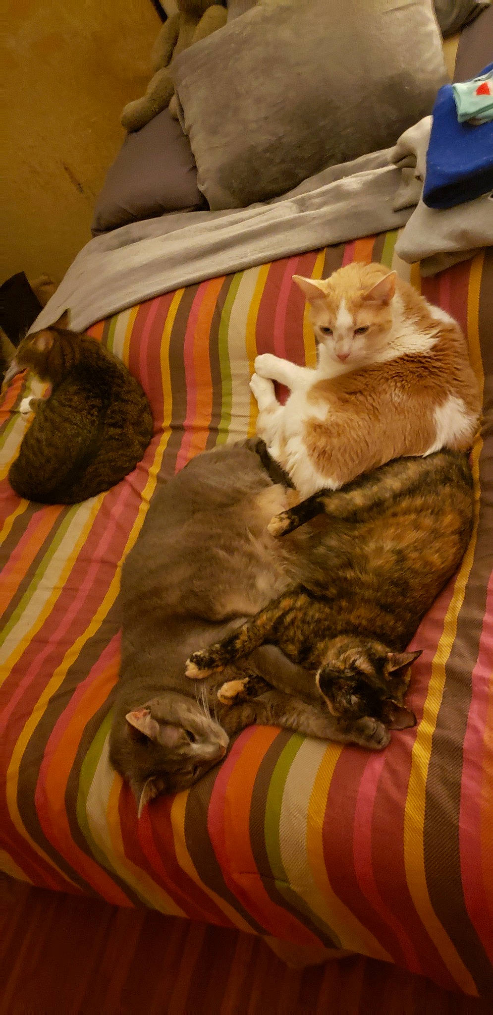 Caswell is registered to the contest to win money with this photo: asian, carnivore, cat, domestic_short_haired_cat, european_shorthair, felidae, fur, kitten, linens, small_to_medium_sized_cats, tabby_cat, textile, whiskers