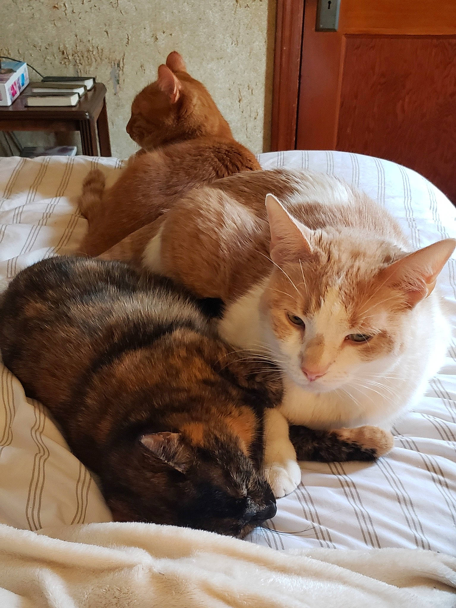 Caswell joined the competition — help win amazing prizes! american_shorthair, asian, carnivore, cat, comfort, domestic_short_haired_cat, dragon_li, ear, european_shorthair, fawn, felidae, fur, german_rex, kitten, mammal, nap, paw, small_to_medium_sized_cats, tabby_cat, whiskers