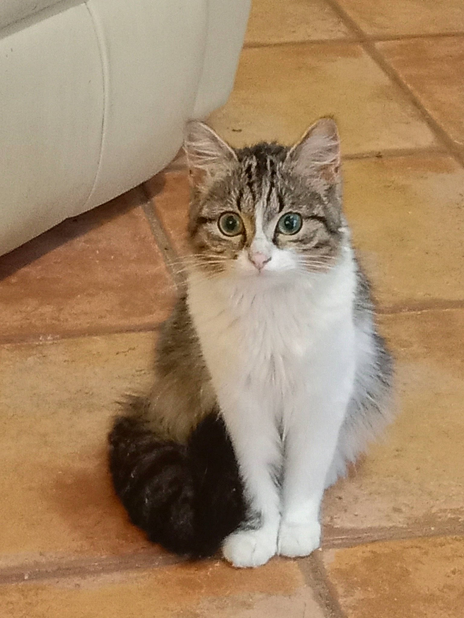 Tara a rejoint le concours — aidez-le/la à gagner de superbes lots ! carnivore, cat, domestic_short_haired_cat, door, felidae, floor, flooring, foot, fur, hardwood, human_leg, paw, sitting, small_to_medium_sized_cats, snout, tail, terrestrial_animal, whiskers, window, wood