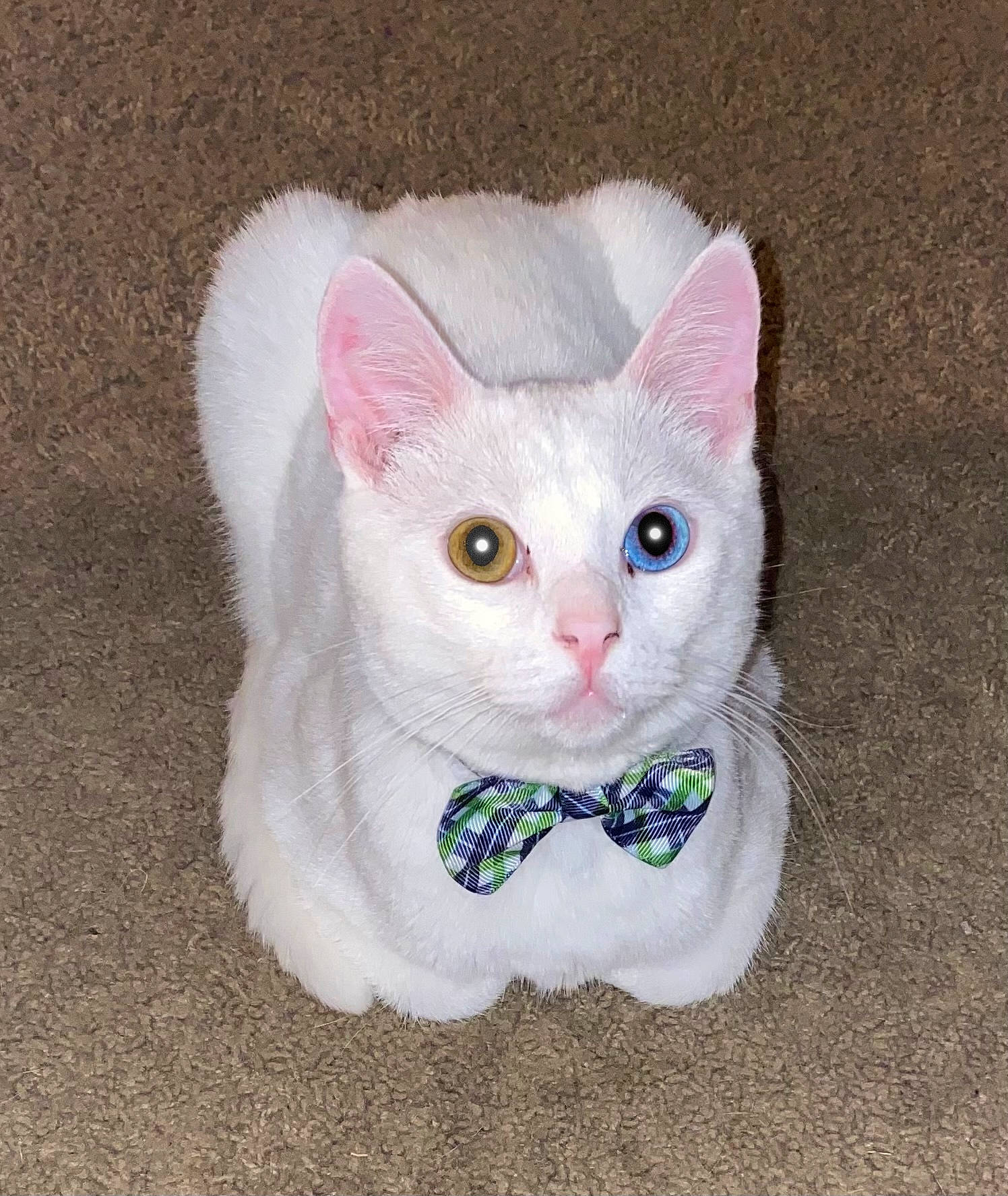 Blitz joined the competition — help win amazing prizes! art, carnivore, cat, comfort, craft, creative_arts, domestic_short_haired_cat, fawn, felidae, fur, grey, paw, small_to_medium_sized_cats, snout, tail, terrestrial_animal, whiskers