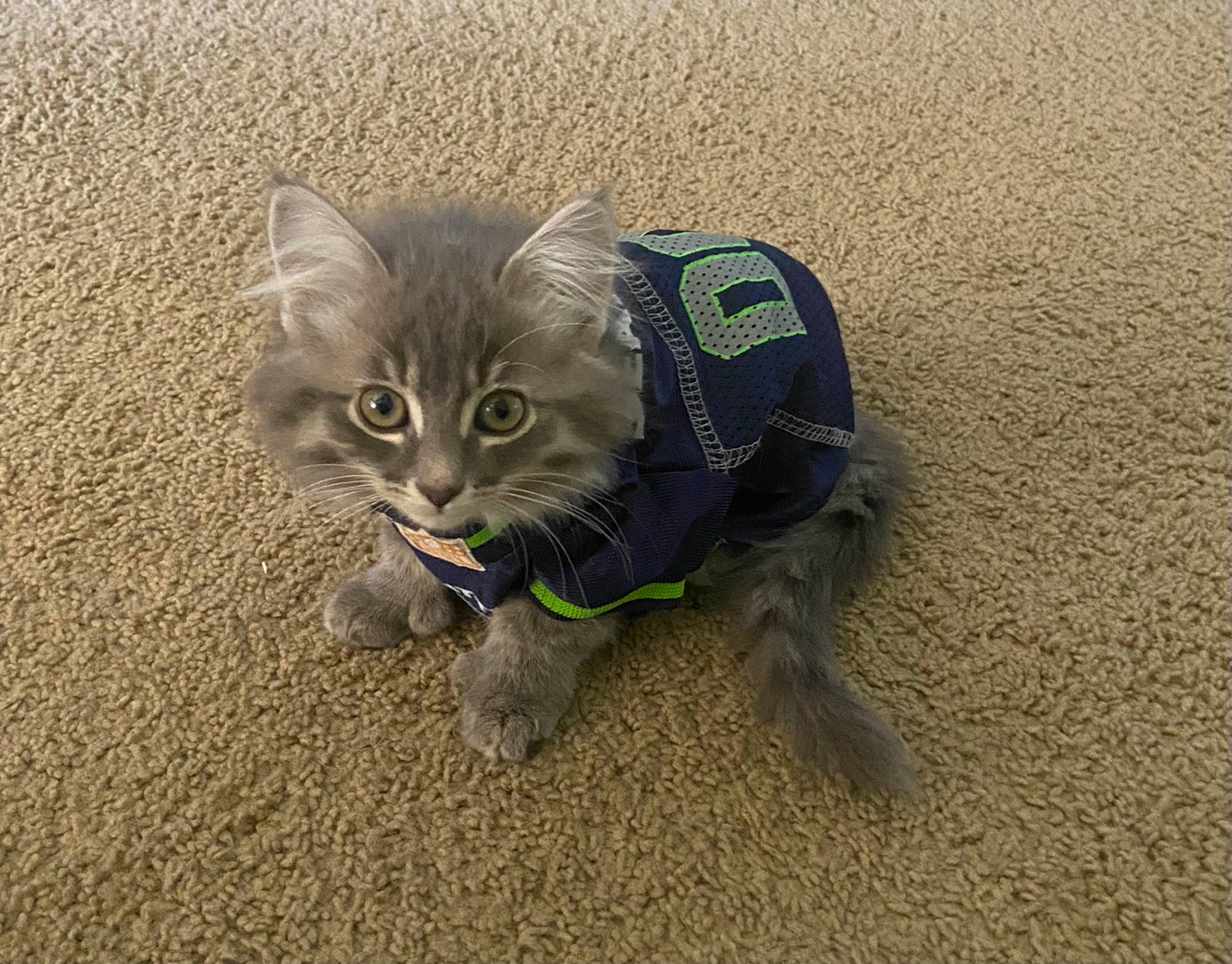 Bella joined the competition — help win amazing prizes! asphalt, carnivore, cat, cat_toy, claw, domestic_short_haired_cat, eye, fawn, felidae, fur, grass, grey, head, paw, road_surface, small_to_medium_sized_cats, snout, tail, terrestrial_animal, whiskers