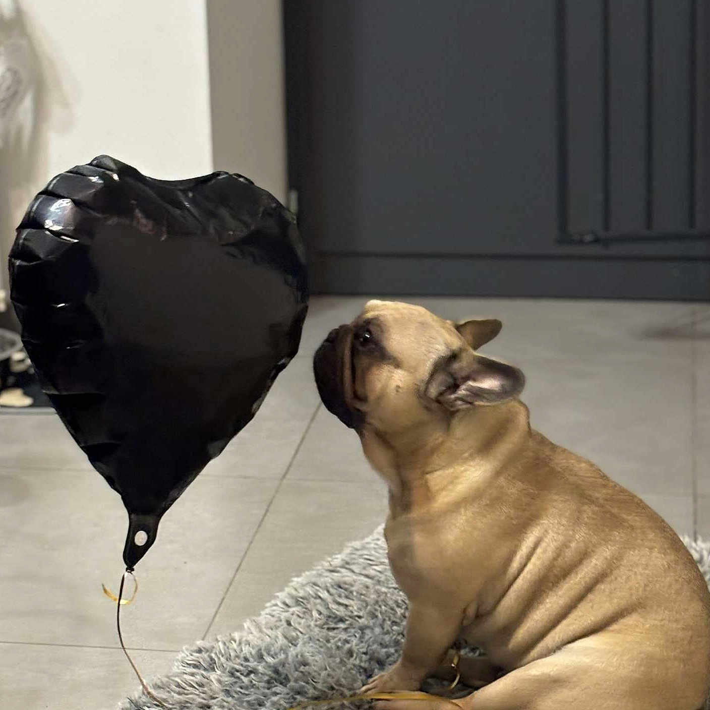 Shifumi a rejoint le concours — aidez-le/la à gagner de superbes lots ! animal, balloon, bostonbull, boxer, bulldog, canine, cat, clothing, dog, frenchbulldog, hat, indoors, interiordesign, mat, pet, pitbull, plant, pottedplant, puppy, symbol