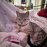 Blanco joined the competition — help win amazing prizes! cat, tabby_cat, pet, blanket, bed, indoor, cozy, fur, relaxed, animal, collar, tag, pink, razor, mirror, reflection, furniture, home, soft, comfort