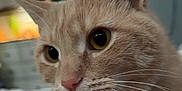 Chestnut is registered to the contest to win money with this photo: animal, bed, bell, cat, close_up, collar, curious, cute, domestic_cat, ears, eyes, feline, fur, furniture, indoor, nose, orange_tabby, pet, soft_focus, whiskers