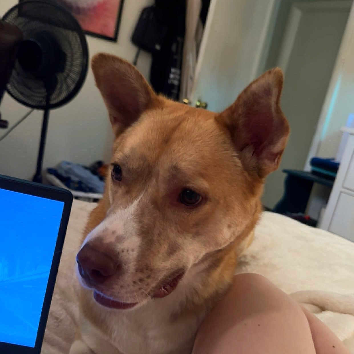 Diesel is registered to the contest to win money with this photo: bed, bedroom, closeup, clothing, companion, dog, domestic, door, ears_up, fan, furniture, indoor, laptop, looking, pet, relaxed, resting, tan_dog, wall_art, white_dog