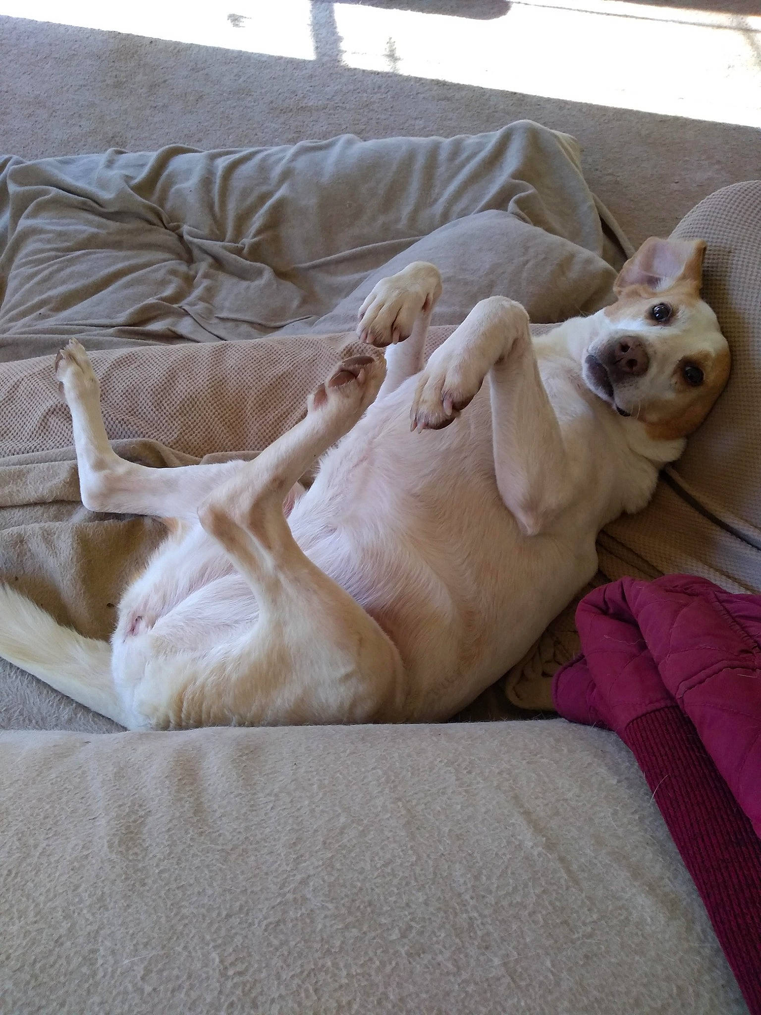 Autumn is registered to the contest to win money with this photo: bedding, canidae, carnivore, comfort, companion_dog, couch, dog, dog_breed, dog_supply, fawn, felidae, flooring, fur, hardwood, linens, nap, sleep, sporting_group, studio_couch, working_animal