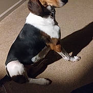 Ava joined the competition — help win amazing prizes! animal, beagle, canine, carpet, collar, companion, curious, dark_background, dog, ears, floor, fur, indoor, light, looking_back, mammal, pet, shadow, sitting, tricolor