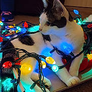 Bessie Moo Moo Cow joined the competition — help win amazing prizes! cat, holiday_lights, colorful_lights, cardboard_box, indoor, pet, animal, white_and_black_cat, festive, glowing, floor, cozy, curious, domestic_cat, feline, playing, relaxed, tangled, whiskers, paws