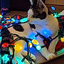 cat, holiday_lights, colorful_lights, cardboard_box, indoor, pet, animal, white_and_black_cat, festive, glowing, floor, cozy, curious, domestic_cat, feline, playing, relaxed, tangled, whiskers, paws
