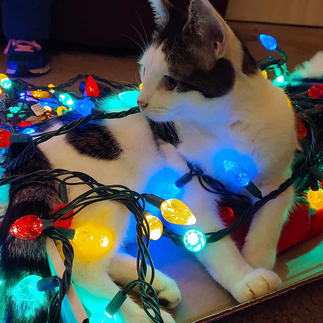 Bessie Moo Moo Cow joined the competition — help win amazing prizes! animal, cardboard_box, cat, colorful_lights, cozy, curious, domestic_cat, feline, festive, floor, glowing, holiday_lights, indoor, paws, pet, playing, relaxed, tangled, whiskers, white_and_black_cat