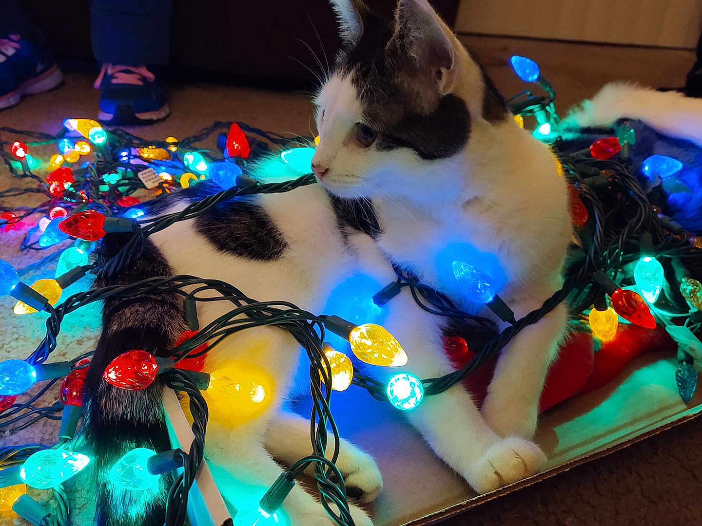 Bessie Moo Moo Cow joined the competition — help win amazing prizes! cat, holiday_lights, colorful_lights, cardboard_box, indoor, pet, animal, white_and_black_cat, festive, glowing, floor, cozy, curious, domestic_cat, feline, playing, relaxed, tangled, whiskers, paws