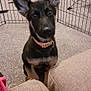 puppy, dog, german_shepherd, pet, indoor, carpet, playpen, collar, ears, cute, animal, young, attention, furniture, couch, living_room, domestic, floor, household, pink_collar