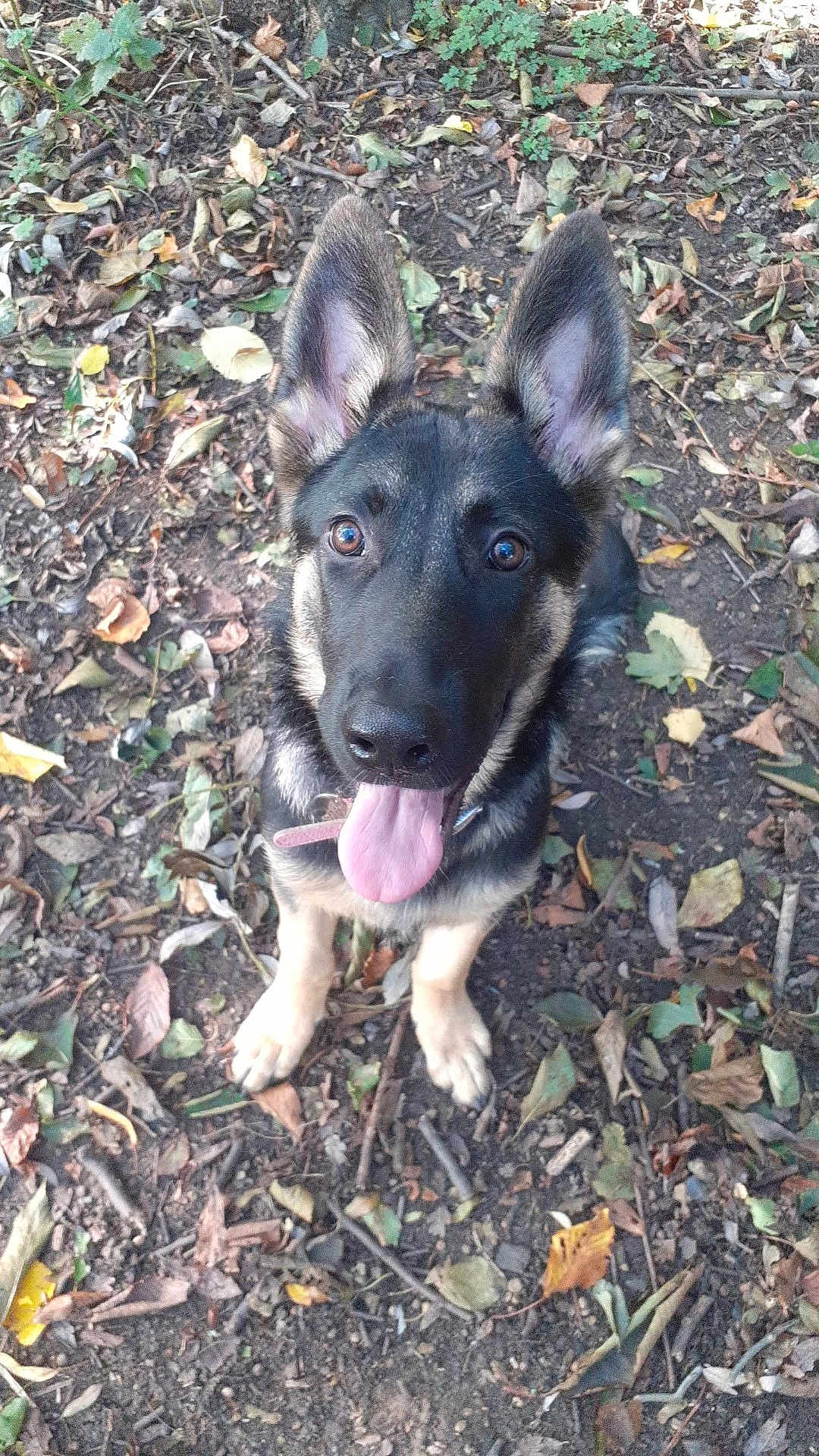 Diana-Bluejay is registered to the contest to win money with this photo: dog, german_shepherd, puppy, animal, pet, ears, tongue, outdoor, leaf, ground, nature, playful, brown, black, cute, young, canine, looking_up, happy, forest_floor
