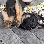 Diana-Bluejay joined the competition — help win amazing prizes! puppy, dog, floor, wooden_floor, lying_down, playful, paws, black_and_tan, young_dog, indoors, pet, animal, cute, resting, ears, fur, canine, domestic_animal, relaxed, patterned_cloth