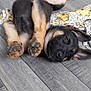 puppy, dog, floor, wooden_floor, lying_down, playful, paws, black_and_tan, young_dog, indoors, pet, animal, cute, resting, ears, fur, canine, domestic_animal, relaxed, patterned_cloth