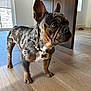 dog, french_bulldog, pet, indoor, wooden_floor, table, collar, beads, toy, ears, curious, brown, black, white, standing, animal, companion, flooring, furniture, domestic