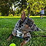 dog, french_bulldog, grass, tennis_ball, child, toddler, outdoor, park, sunlight, trees, playing, leash, collar, pet, nature, young_child, running, daylight, happy, animal