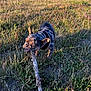 dog, french_bulldog, stick, grass, field, outdoor, pet, animal, sunlight, nature, playful, chewing, canine, leisure, summer, collar, daylight, adventure, happy, energetic