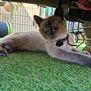 Mowgli a rejoint le concours — aidez-le/la à gagner de superbes lots ! animal, artificial_grass, blue_eyes, cage, cat, closeup, collar, curious, decor, feline, fur, outdoor, pet, resting, siamese, stretching, tag, toy, whiskers, wire