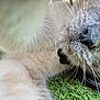Mowgli participe au concours pour gagner de l'argent avec cette photo : animal, blue_eyes, cat, close_up, collar, curious, feline, fur, grass, lying_down, muzzle, nature, nose, outdoor, pet, playful, soft_fur, whisker_detail, whiskers, young_cat