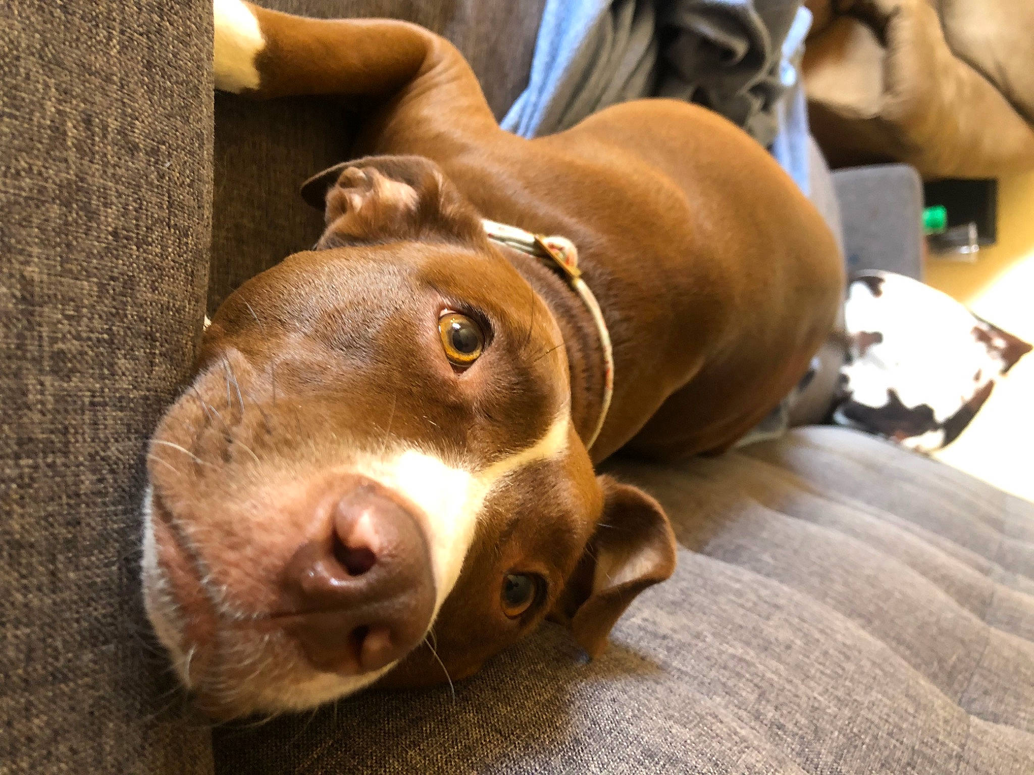 Penny is registered to the contest to win money with this photo: canidae, carnivore, companion_dog, dog, dog_breed, ear, fawn, hunting_dog, liver, non_sporting_group, sporting_group, terrestrial_animal, whiskers, wood, working_animal