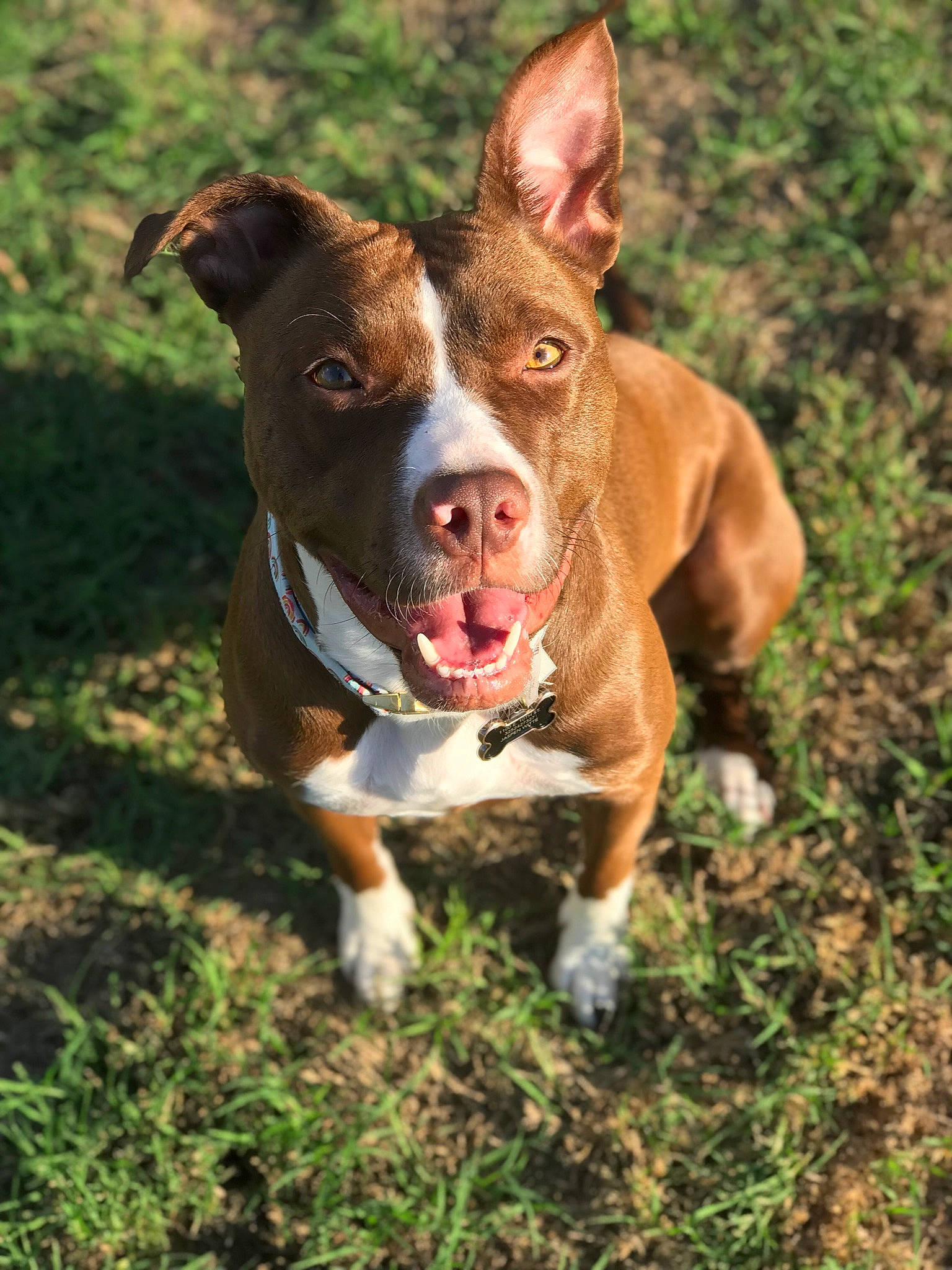 Penny is registered to the contest to win money with this photo: canidae, carnivore, collar, companion_dog, dog, dog_breed, dog_collar, dog_supply, fawn, grass, liver, non_sporting_group, plant, snout, sporting_group, tail, terrestrial_animal, whiskers, working_animal, working_dog