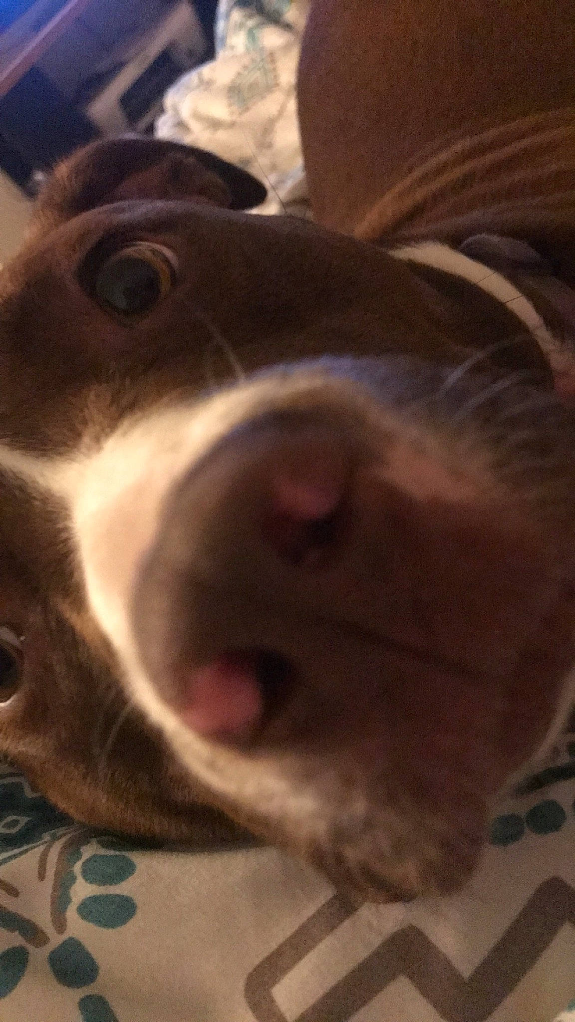 Penny is registered to the contest to win money with this photo: canidae, carnivore, cloud, companion_dog, dog, dog_breed, ear, fawn, fur, liver, paw, snout, sporting_group, whiskers, working_animal