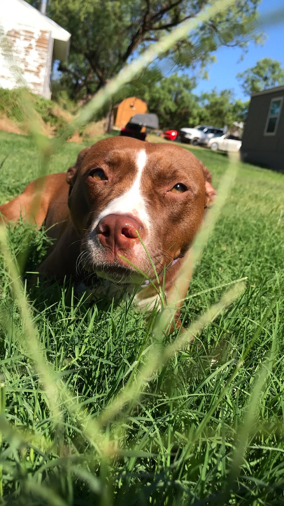 Penny joined the competition — help win amazing prizes! canidae, carnivore, companion_dog, dog, dog_breed, field, grass, grassland, herb, hunting_dog, liver, pasture, people_in_nature, plant, pointing_breed, snout, sporting_group, tree, whiskers, working_animal
