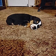 Tina is registered to the contest to win money with this photo: adorable, animal, brown, carpet, cozy, cute, dog, door, floor, fur, furniture, home, indoor, pet, puppy, quiet, resting, sleeping, small, young