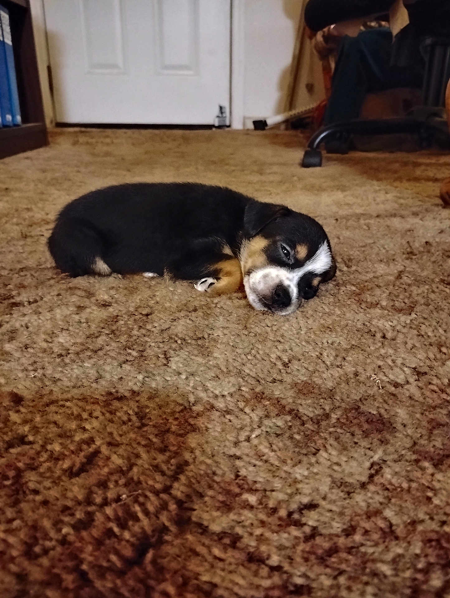 Tina is registered to the contest to win money with this photo: adorable, animal, brown, carpet, cozy, cute, dog, door, floor, fur, furniture, home, indoor, pet, puppy, quiet, resting, sleeping, small, young