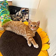 Cheddar joined the competition — help win amazing prizes! animal, cat, ears, eyes, fluffy, fur, home, indoor, kitten, lying_down, orange_cat, paws, pet, pet_bed, play_tunnel, portrait, relaxed, sunflower_cushion, whiskers, wooden_floor
