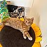 animal, cat, ears, eyes, fluffy, fur, home, indoor, kitten, lying_down, orange_cat, paws, pet, pet_bed, play_tunnel, portrait, relaxed, sunflower_cushion, whiskers, wooden_floor