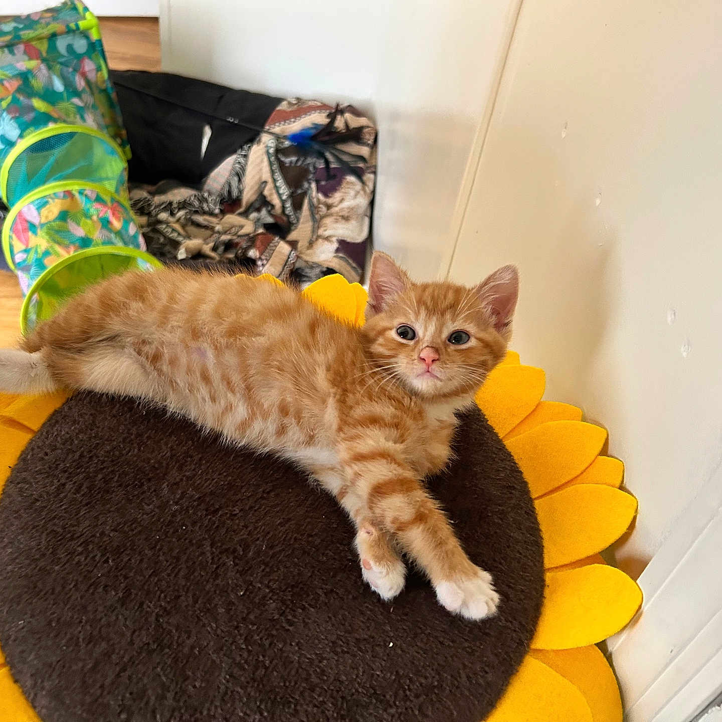 Cheddar