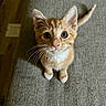 Cheddar joined the competition — help win amazing prizes! animal, cat, closeup, couch, cute, ears, feline, gray_fabric, indoors, kitten, orange_tabby, paws, pet, photography, portrait, sitting, tail, whiskers, white_chest, wide_eyed