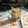 Cheddar joined the competition — help win amazing prizes! air_conditioner, animal, blanket, cat, cat_print, curtain, cushion, floor, furniture, indoors, kitten, meowing, open_mouth, orange_cat, pet, room, standing, tabby, tail_up, text_overlay