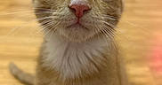 Cheddar is registered to the contest to win money with this photo: animal, cat, close_up, curious, cute, face, feline, full_body, fur, home, indoors, kitten, orange_tabby, pet, pink_nose, portrait, sitting, whiskers, wide_eyes, wooden_floor