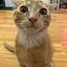 animal, cat, close_up, curious, cute, face, feline, full_body, fur, home, indoors, kitten, orange_tabby, pet, pink_nose, portrait, sitting, whiskers, wide_eyes, wooden_floor