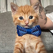 Cheddar is registered to the contest to win money with this photo: animal, blue_bow_tie, bow_tie, cat, couch, cute, domestic_cat, feline, gray_couch, indoor, kitten, orange_cat, pet, polka_dot, portrait, relaxed, tattoo, tattooed_arm, whiskers, young_animal