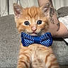 kitten, cat, orange_cat, bow_tie, polka_dot, tattoo, tattooed_arm, couch, gray_couch, indoor, pet, cute, feline, animal, portrait, young_animal, domestic_cat, whiskers, blue_bow_tie, relaxed