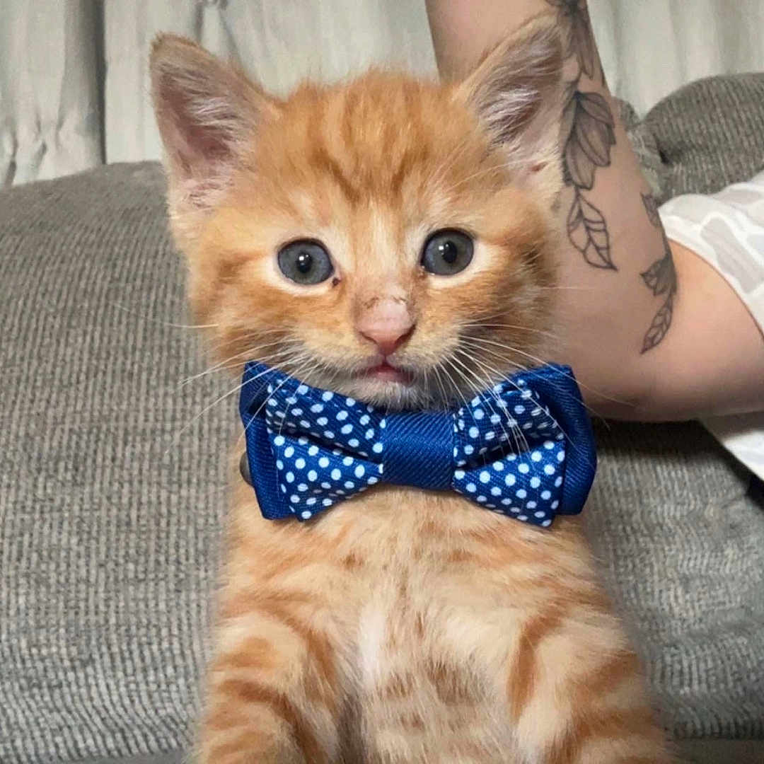 Cheddar