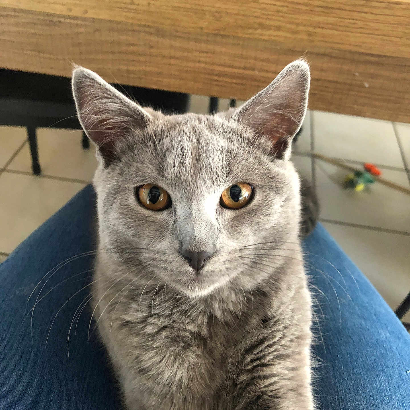 Nao participe au concours pour gagner de l'argent avec cette photo : abyssinian, angora, animal, cat, egyptiancat, furniture, gray, hardwood, kitten, manx, pet, siamese, wood
